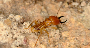 termite pic