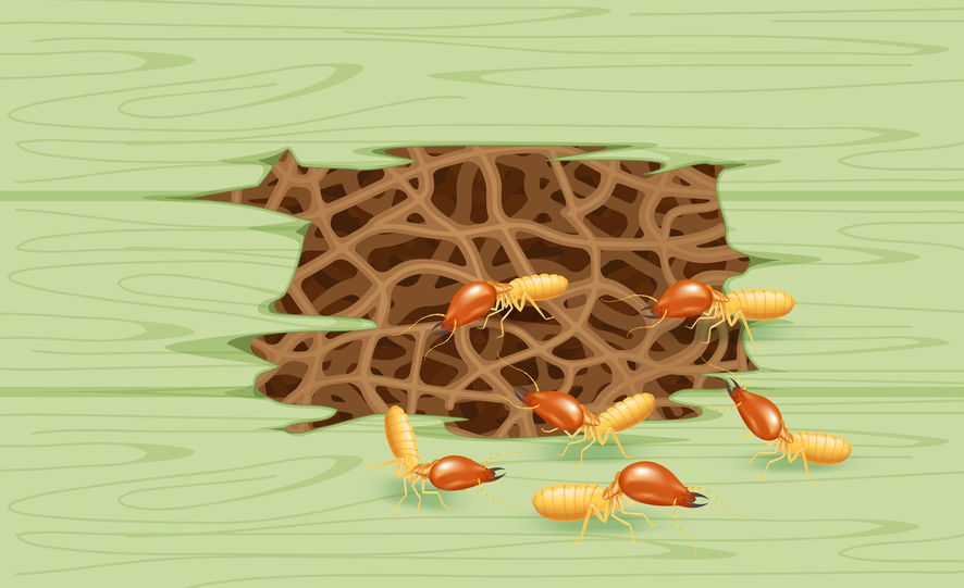 Understanding the Silent Invaders: Signs You Have Termites