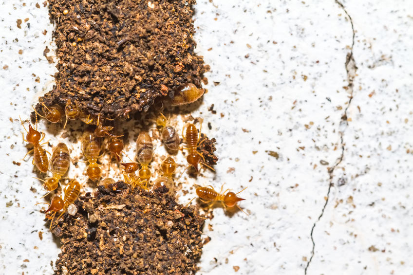 Termites 101: What Do They Look Like?